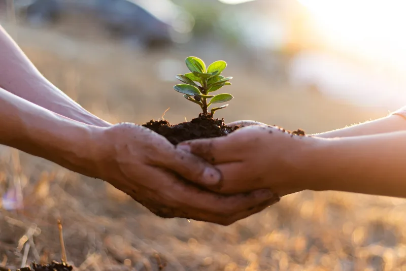 Hands holding a young plant in soil
